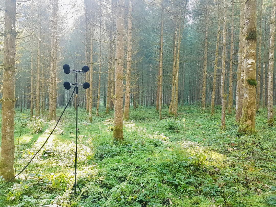 Microphone recording sound in forest