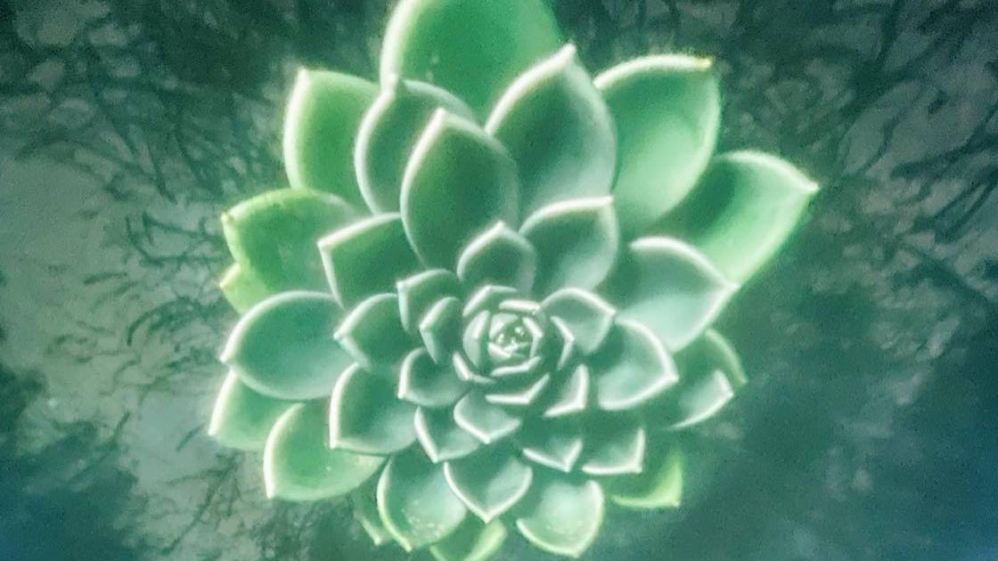 Succulent with a Fibonacci spiral in the fulldome projection Emergence in Nature