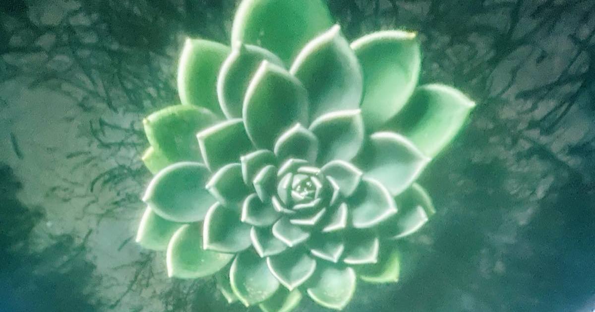 Sukkulente mit Fibonacci-Spirale in der Fulldome-Projektion Emergence in Nature